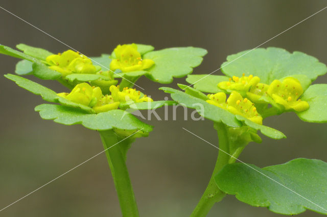 Verspreidbladig goudveil (Chrysosplenium alternifolium)