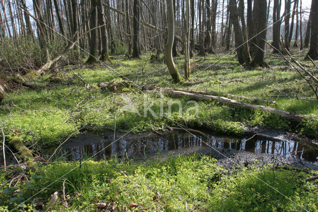 Verspreidbladig goudveil (Chrysosplenium alternifolium)