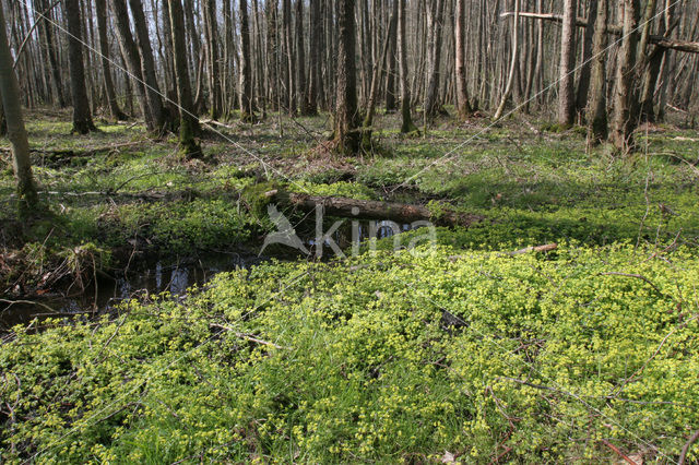 Verspreidbladig goudveil (Chrysosplenium alternifolium)