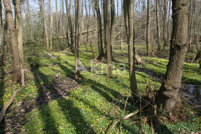 Verspreidbladig goudveil (Chrysosplenium alternifolium)