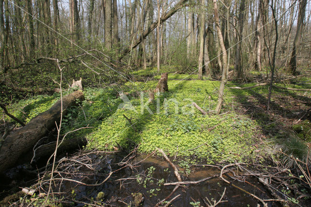 Verspreidbladig goudveil (Chrysosplenium alternifolium)