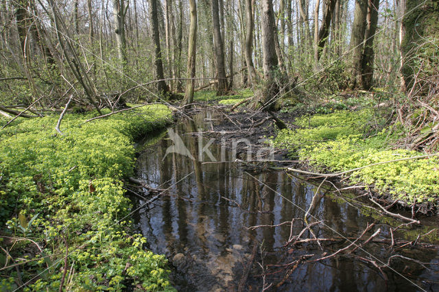 Verspreidbladig goudveil (Chrysosplenium alternifolium)