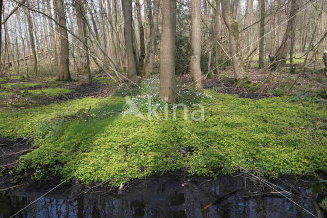 Verspreidbladig goudveil (Chrysosplenium alternifolium)