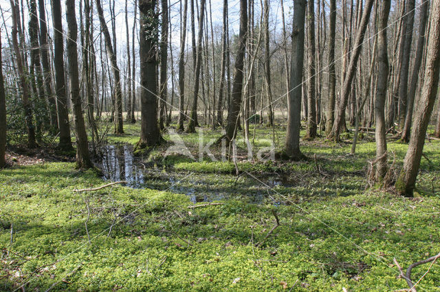 Verspreidbladig goudveil (Chrysosplenium alternifolium)