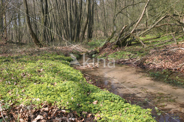 Verspreidbladig goudveil (Chrysosplenium alternifolium)