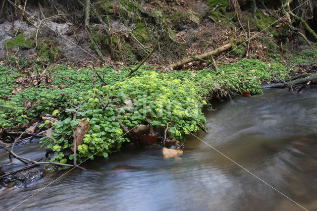 Verspreidbladig goudveil (Chrysosplenium alternifolium)