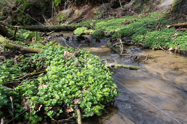 Verspreidbladig goudveil (Chrysosplenium alternifolium)