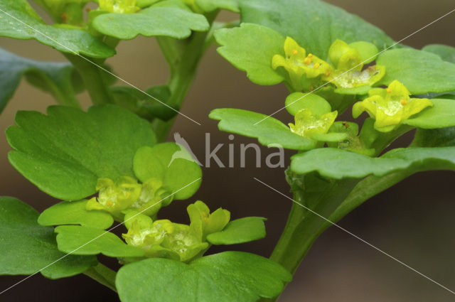 Verspreidbladig goudveil (Chrysosplenium alternifolium)