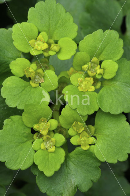 Verspreidbladig goudveil (Chrysosplenium alternifolium)