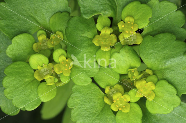 Verspreidbladig goudveil (Chrysosplenium alternifolium)