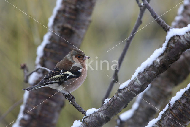 Vink (Fringilla coelebs)