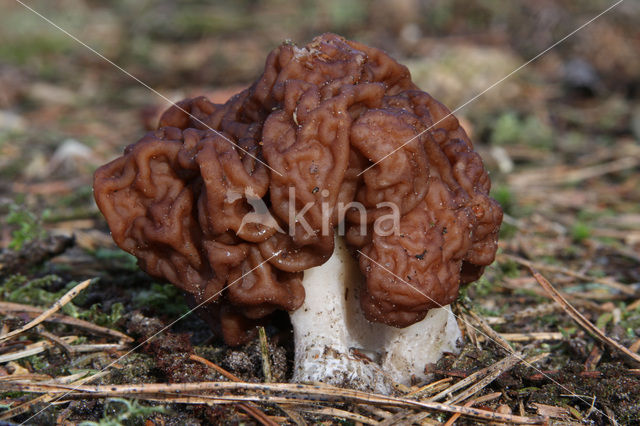 Voorjaarskluifzwam (Gyromitra esculenta)