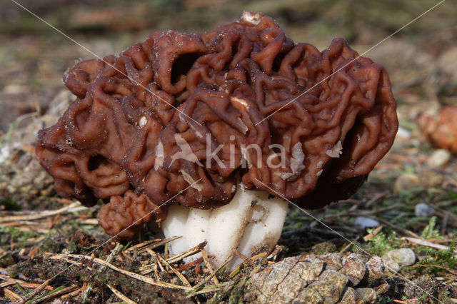 Voorjaarskluifzwam (Gyromitra esculenta)