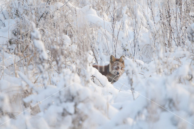 Vos (Vulpes vulpes)