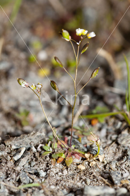 Vroegeling (Erophila verna)