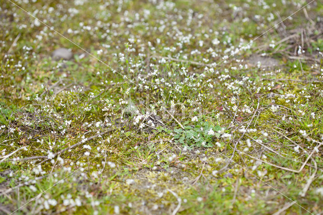 Common Whitlowgrass (Erophila verna)