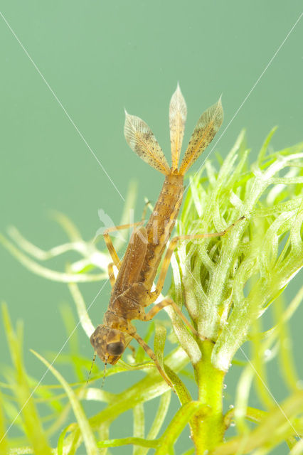 Vuurjuffer (Pyrrhosoma nymphula)