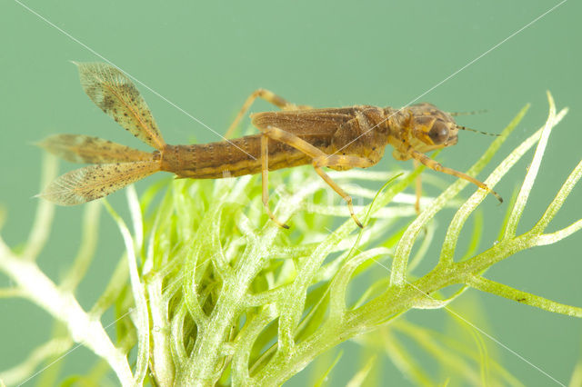 Vuurjuffer (Pyrrhosoma nymphula)