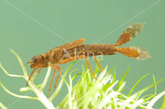 Vuurjuffer (Pyrrhosoma nymphula)