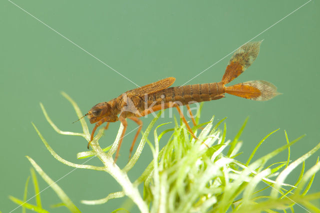 Vuurjuffer (Pyrrhosoma nymphula)