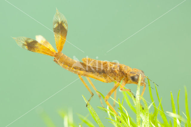 Vuurjuffer (Pyrrhosoma nymphula)