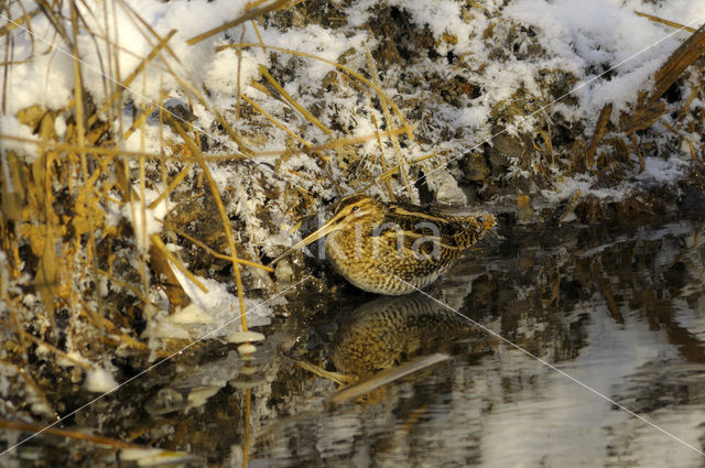 Watersnip (Gallinago gallinago)