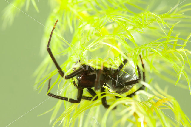 Waterspin (Argyroneta aquatica)