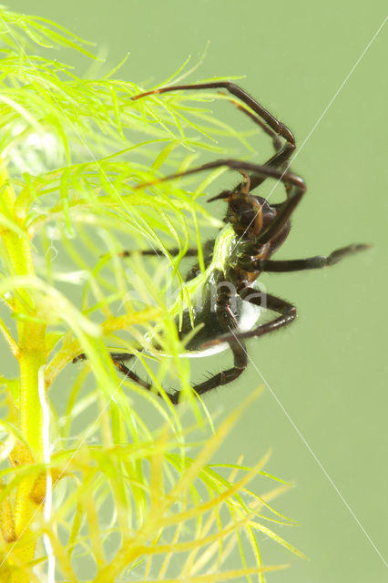 Waterspin (Argyroneta aquatica)