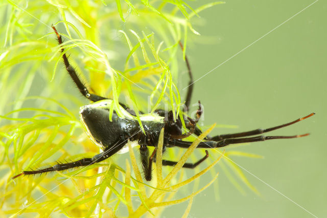 Waterspin (Argyroneta aquatica)