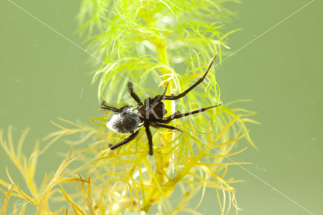 Waterspin (Argyroneta aquatica)