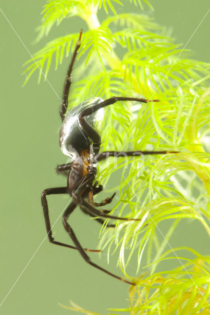 Waterspin (Argyroneta aquatica)