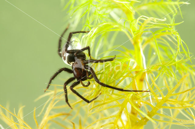 Waterspin (Argyroneta aquatica)