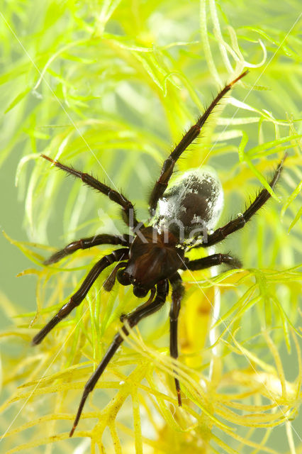 Waterspin (Argyroneta aquatica)