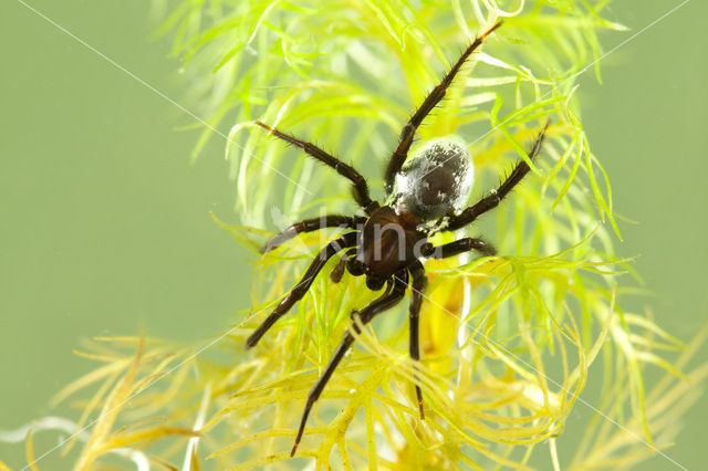 Waterspin (Argyroneta aquatica)