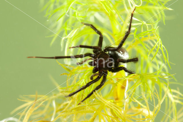 Waterspin (Argyroneta aquatica)