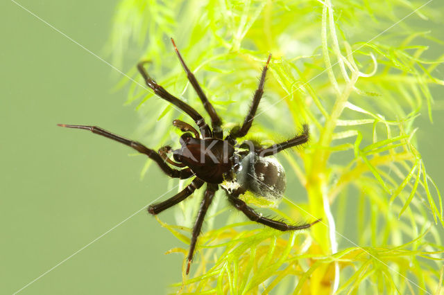 Waterspin (Argyroneta aquatica)