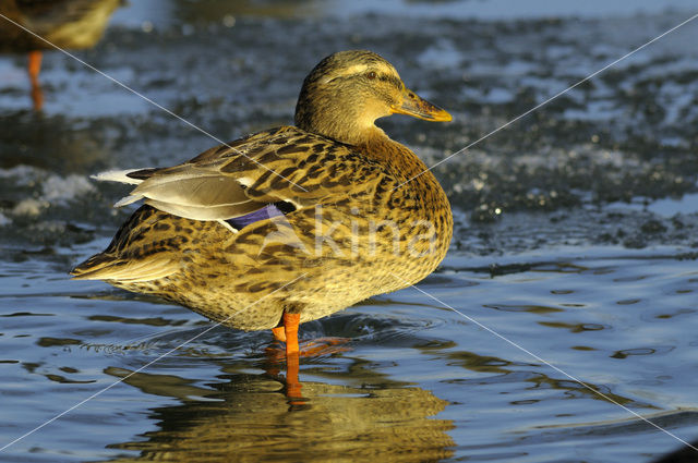 Wilde Eend (Anas platyrhynchos)