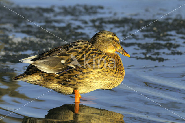 Wilde Eend (Anas platyrhynchos)