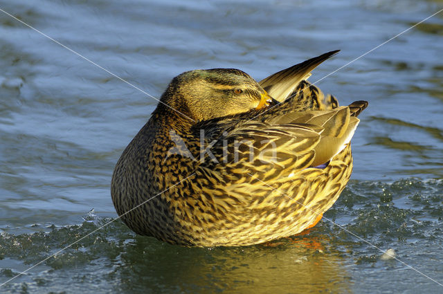 Wilde Eend (Anas platyrhynchos)