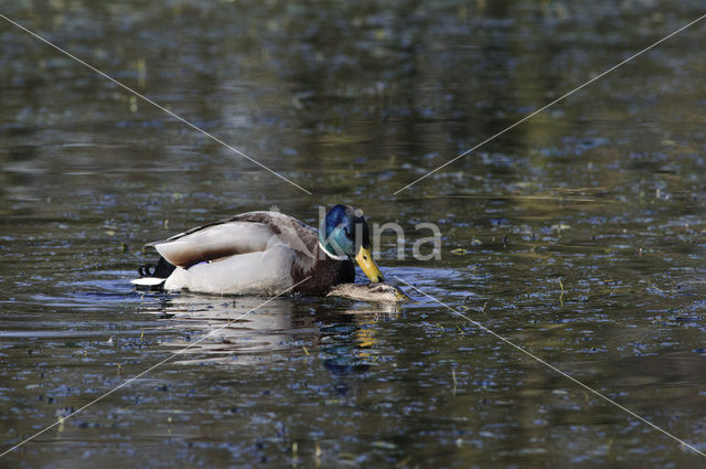 Wilde Eend (Anas platyrhynchos)