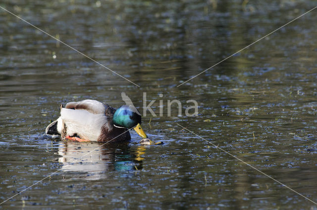 Wilde Eend (Anas platyrhynchos)