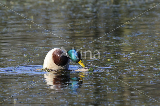 Wilde Eend (Anas platyrhynchos)