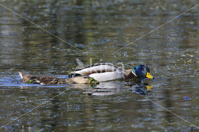 Mallard