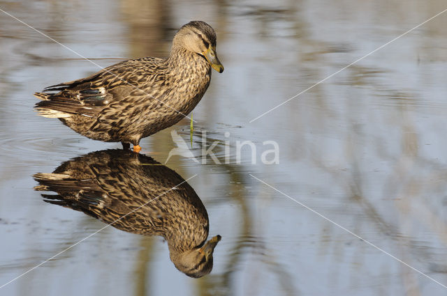 Wilde Eend (Anas platyrhynchos)