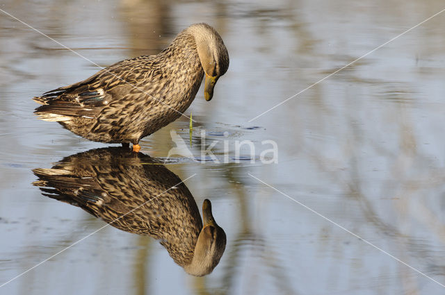 Wilde Eend (Anas platyrhynchos)