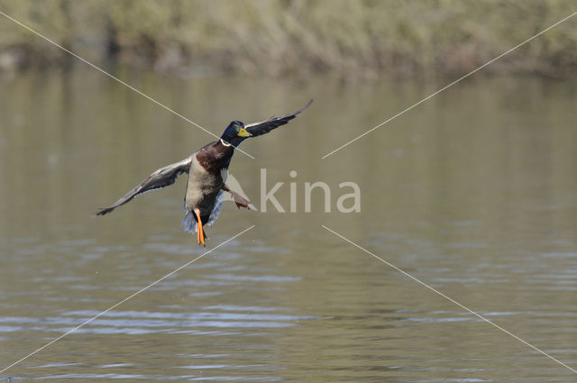 Wilde Eend (Anas platyrhynchos)