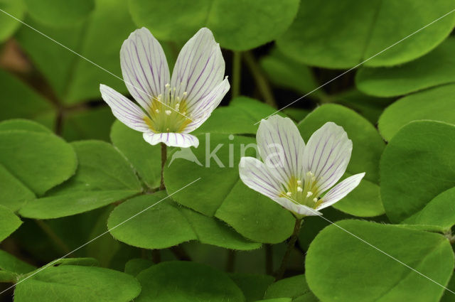 Witte klaverzuring (Oxalis acetosella)