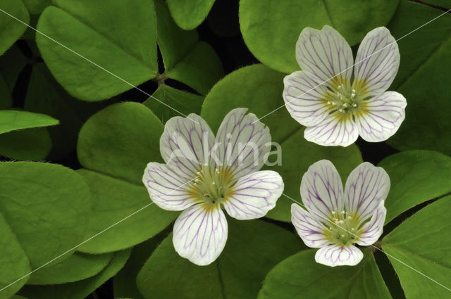 Witte klaverzuring (Oxalis acetosella)