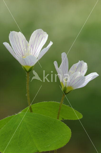 Witte klaverzuring (Oxalis acetosella)