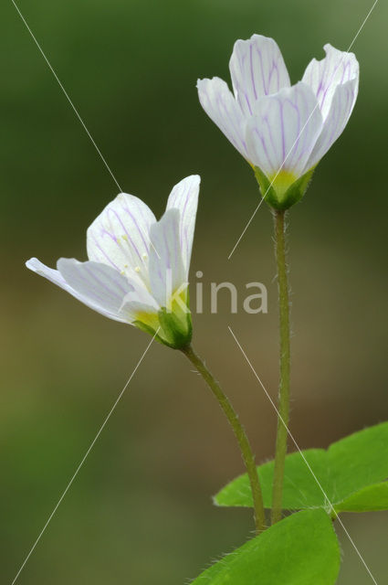 Witte klaverzuring (Oxalis acetosella)